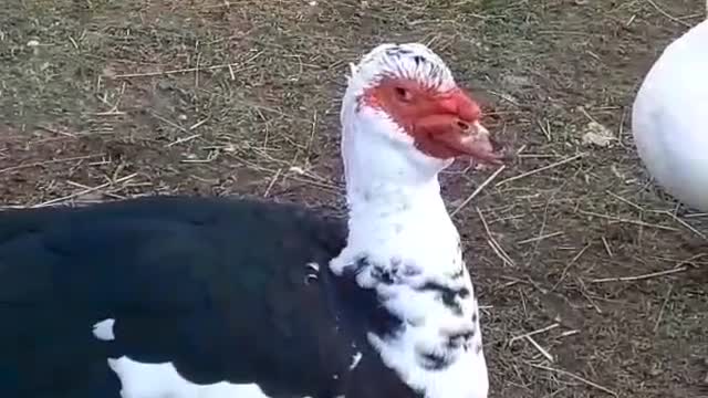 Everyone sing Yummy...More Muscovy Fun