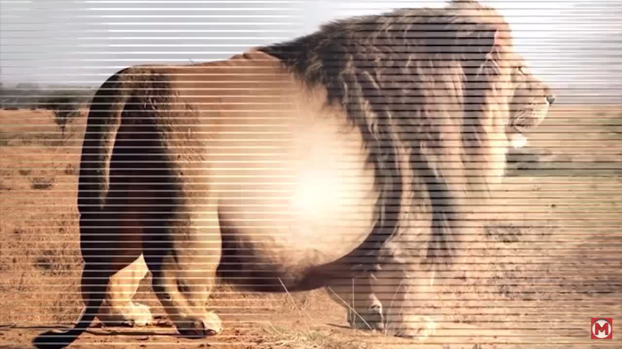 The Fat Lion is gone