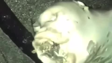 THE UNDERGROUND has so many creatures we havent seen. Demons