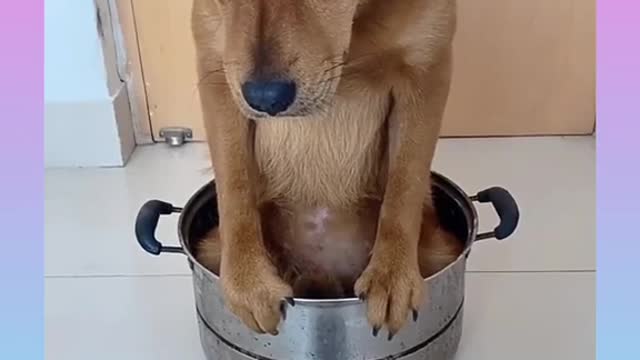 Cute and funny dog