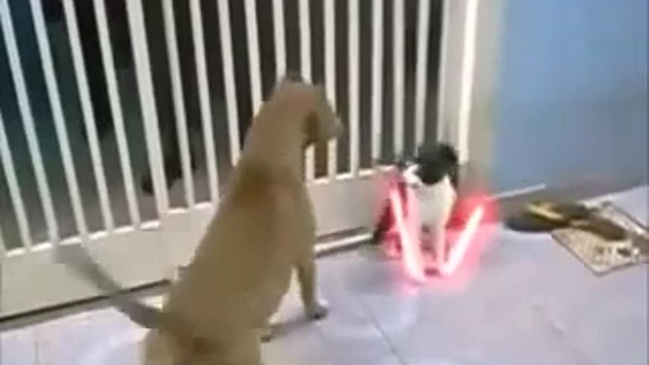 Cat vs Dog...See who is win 2023 with Masti club