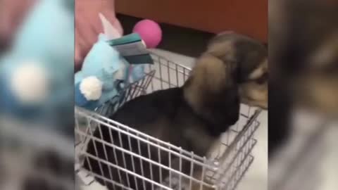 The dog takes the cart, the old man happy;