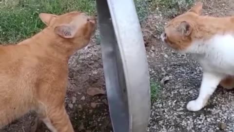 Funny cat fight