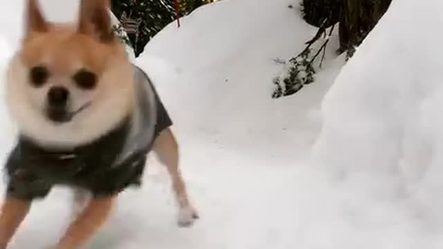 Play in the snow