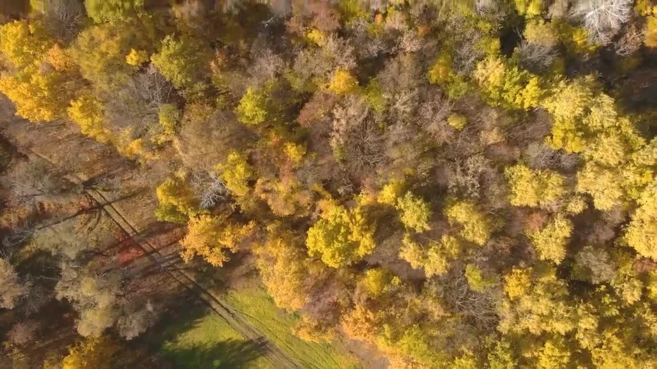 Enchanting Autumn Forests with Beautiful Piano Music