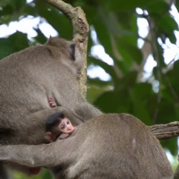 funny video, animals life, awesome animals, cute animals, #shorts #funnyanimalsclub #cuteanimals