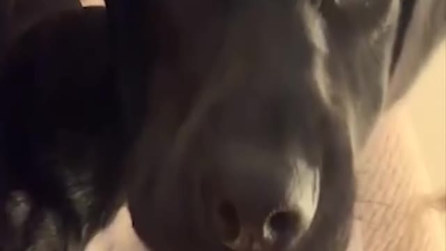 lovely pets