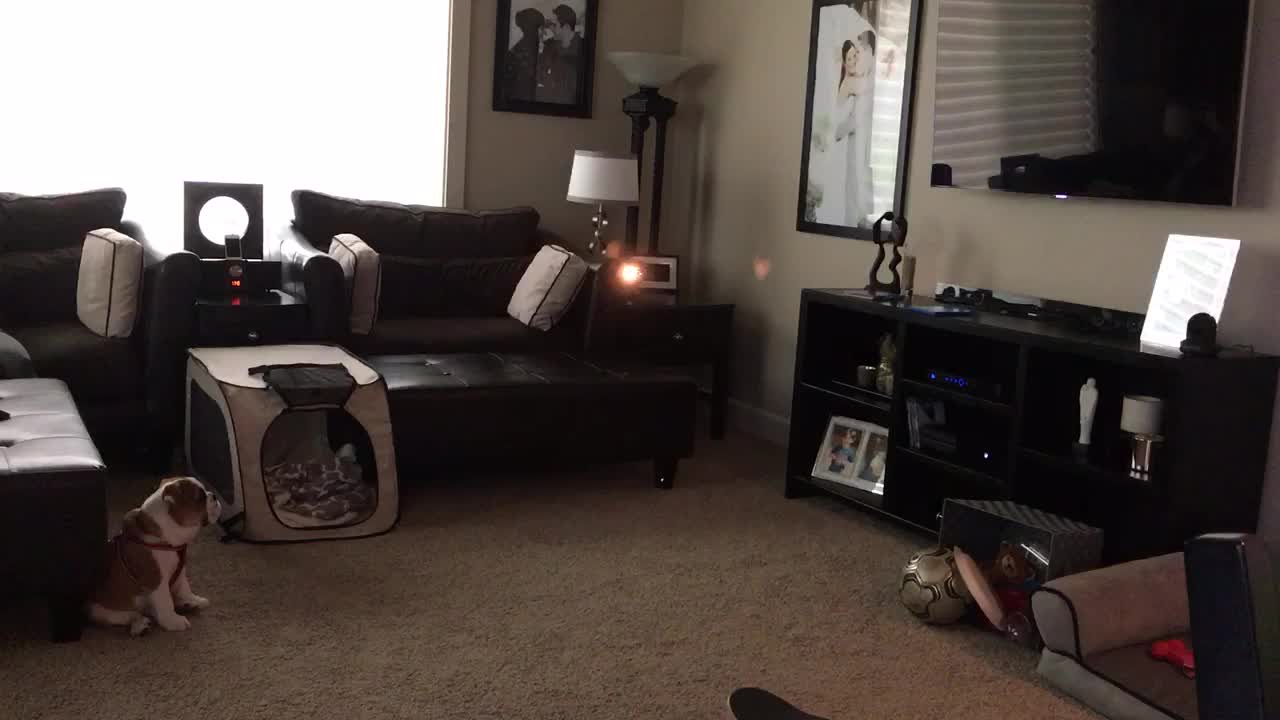 Bulldog puppy fascinated by animated movie