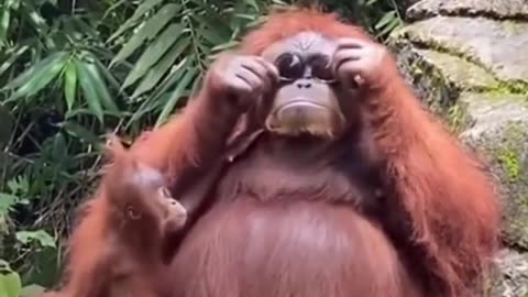 Funny animal 😂😅