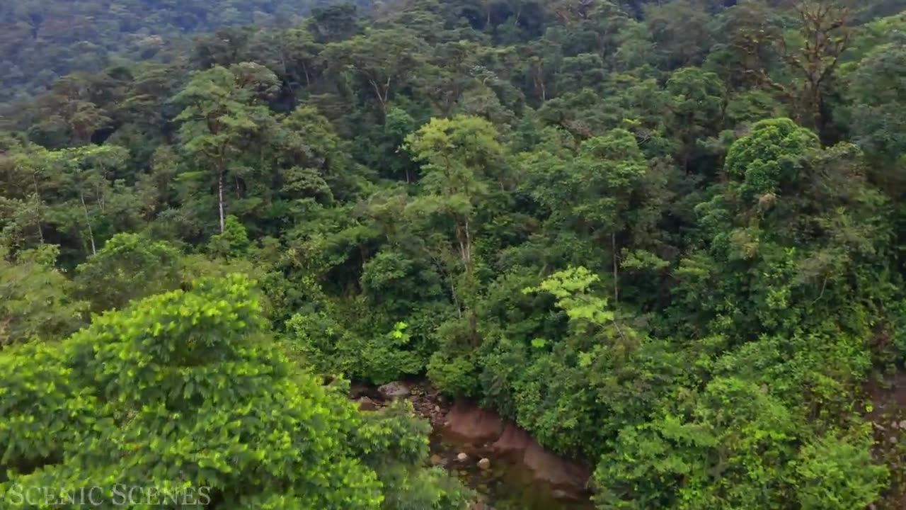 Amazon 4k - The World’s Largest Tropical Rainforest Part 2 | Jungle Sounds | Scenic Relaxation Film