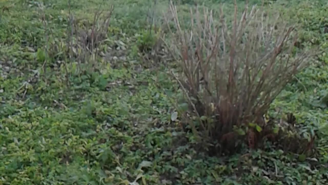 Ogród w kwietniu