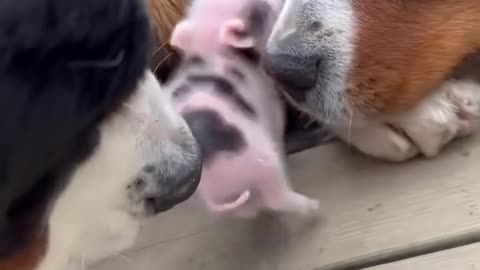 Little piglet loves big burley friends