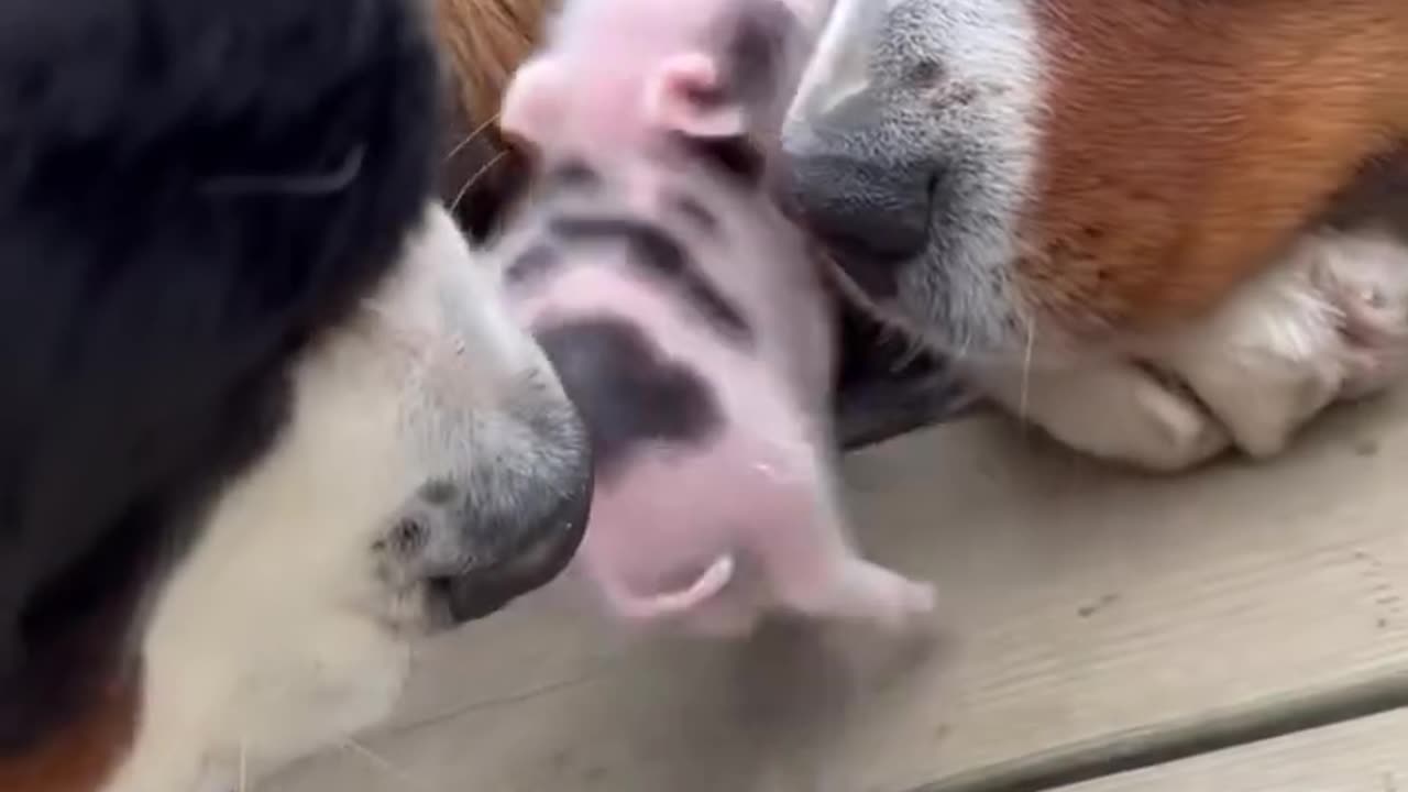 Little piglet loves big burley friends