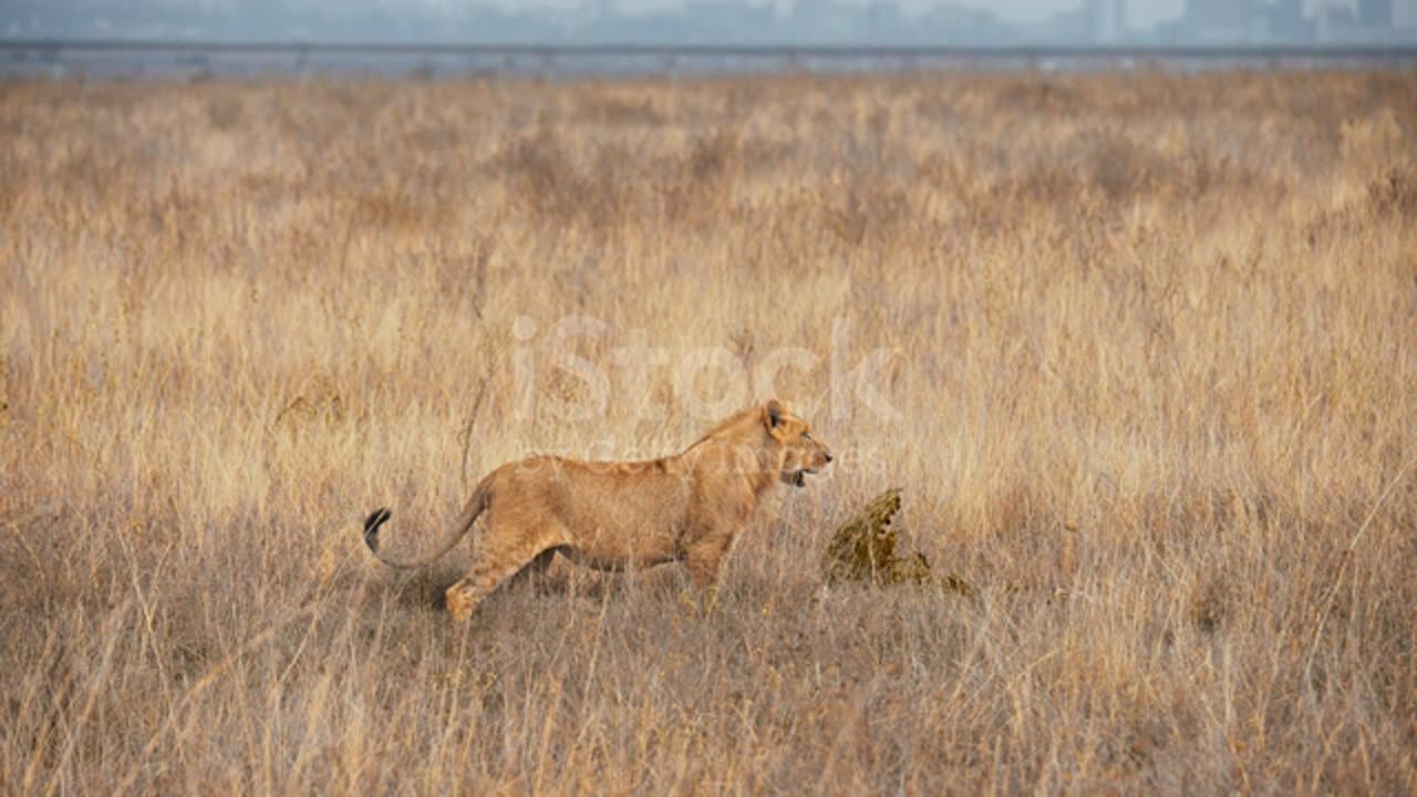 Lioness