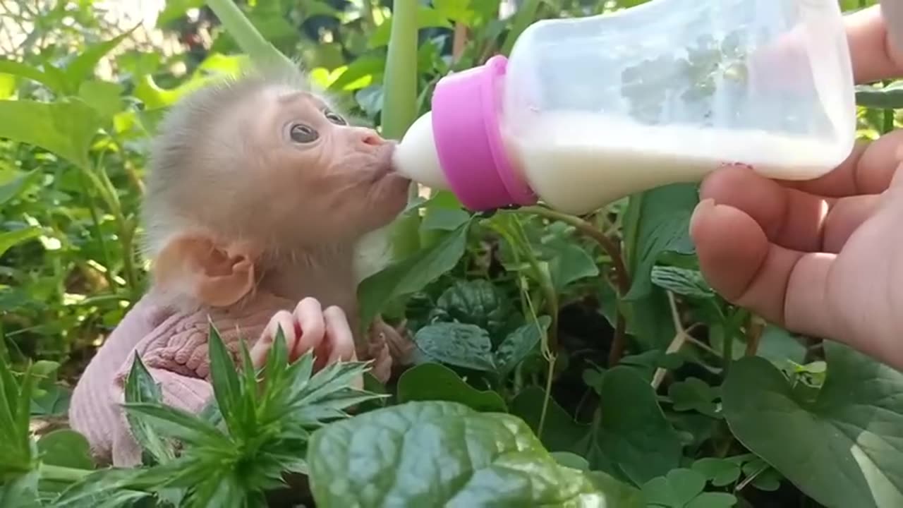 Monkey innocentbaby taking milk