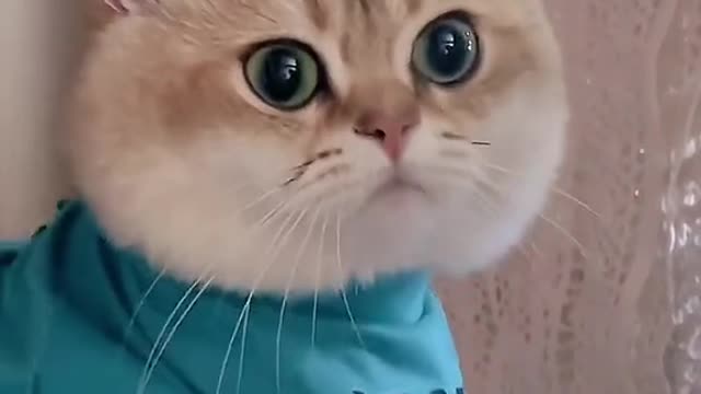 Good Boy Cat so cute