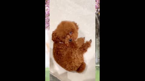 Funny Dog