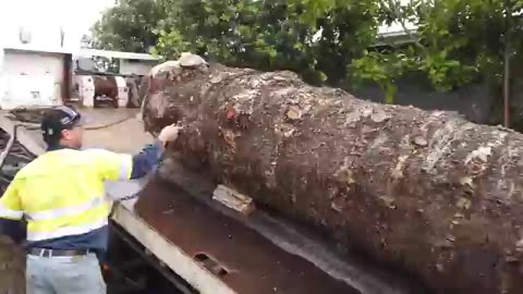 How this Survival Expert Turned a Massive Log into Amazing CANOE | by @PSN Experiment