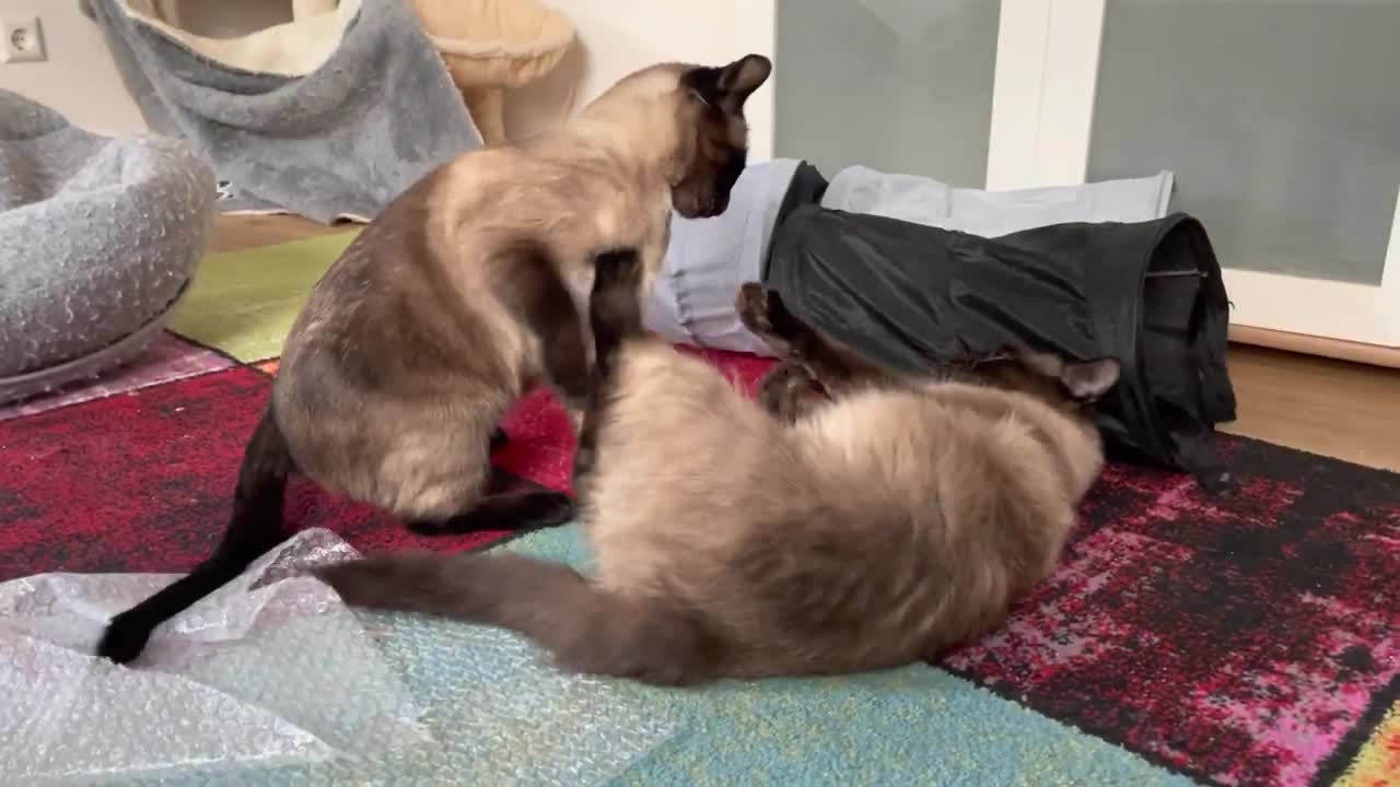 Male cats fight