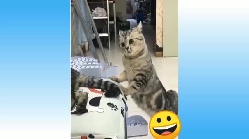 Funny and cute cat's 🐈 life Cates and owners are the best friends video