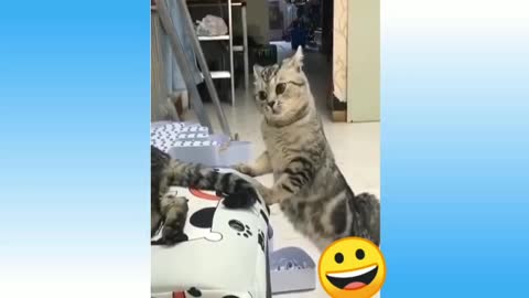 Funny and cute cat's 🐈 life Cates and owners are the best friends video