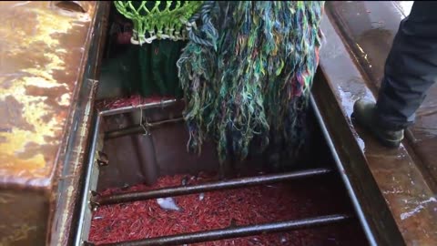 Amazing Shrimp Fishing Video - Catch Hundreds Tons Shrimp With Modern Vessel - Shrimp processing