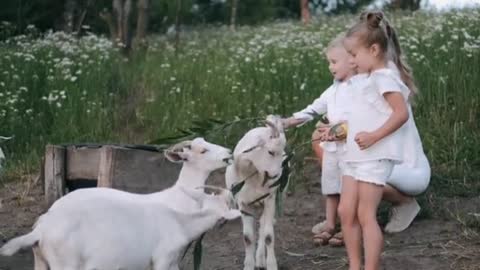 Babies have fun with pet animals