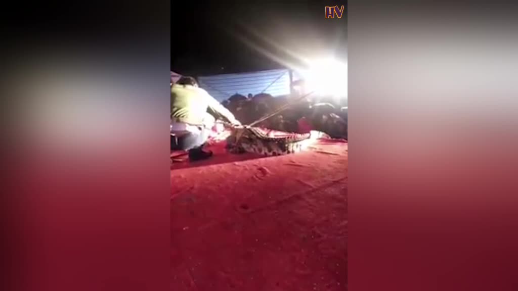 Cocodrilo cierra sus mandíbulas y muerde la cara de un estupido manejador de circo