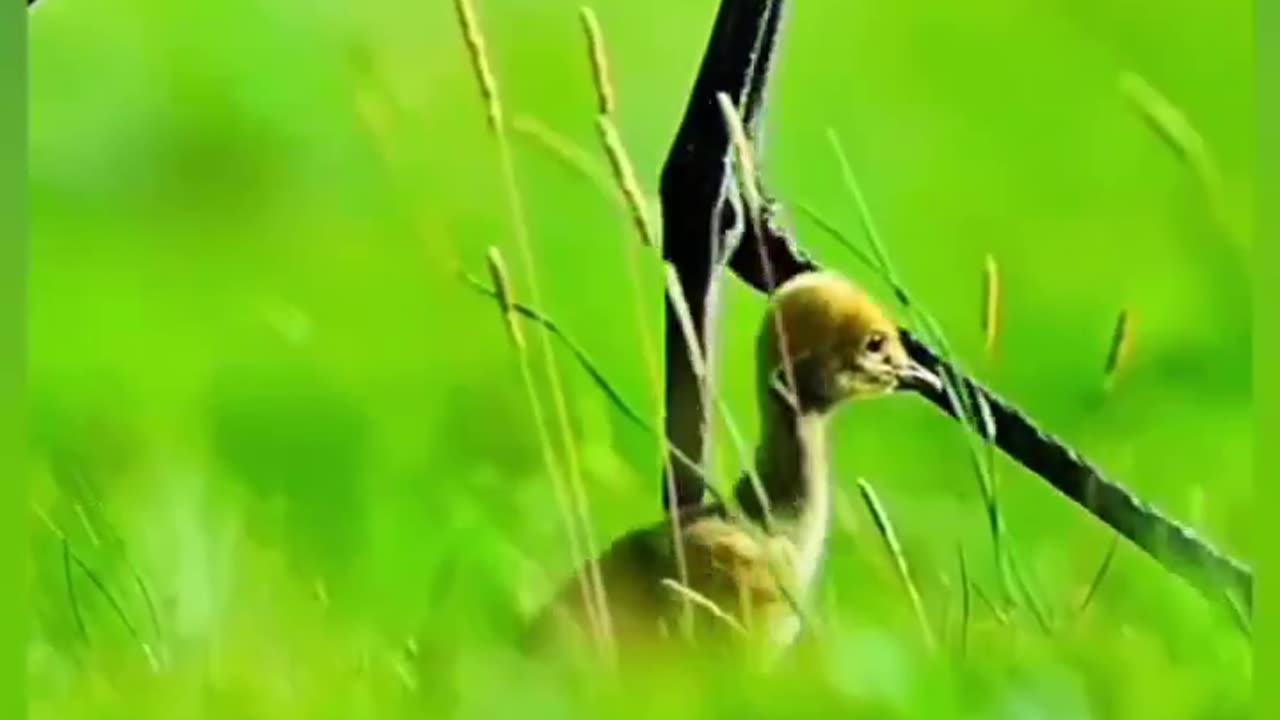 Unlikely Companions: The Heartwarming Connection Between Goats and Birds