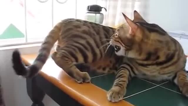 Bengal cat chattering at bird