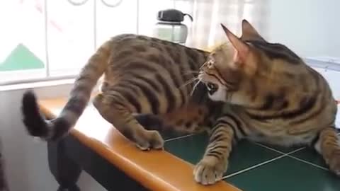 Bengal cat chattering at bird