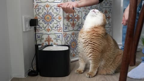 Drink Hosico's water