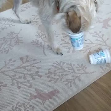The dog eats from a cup!