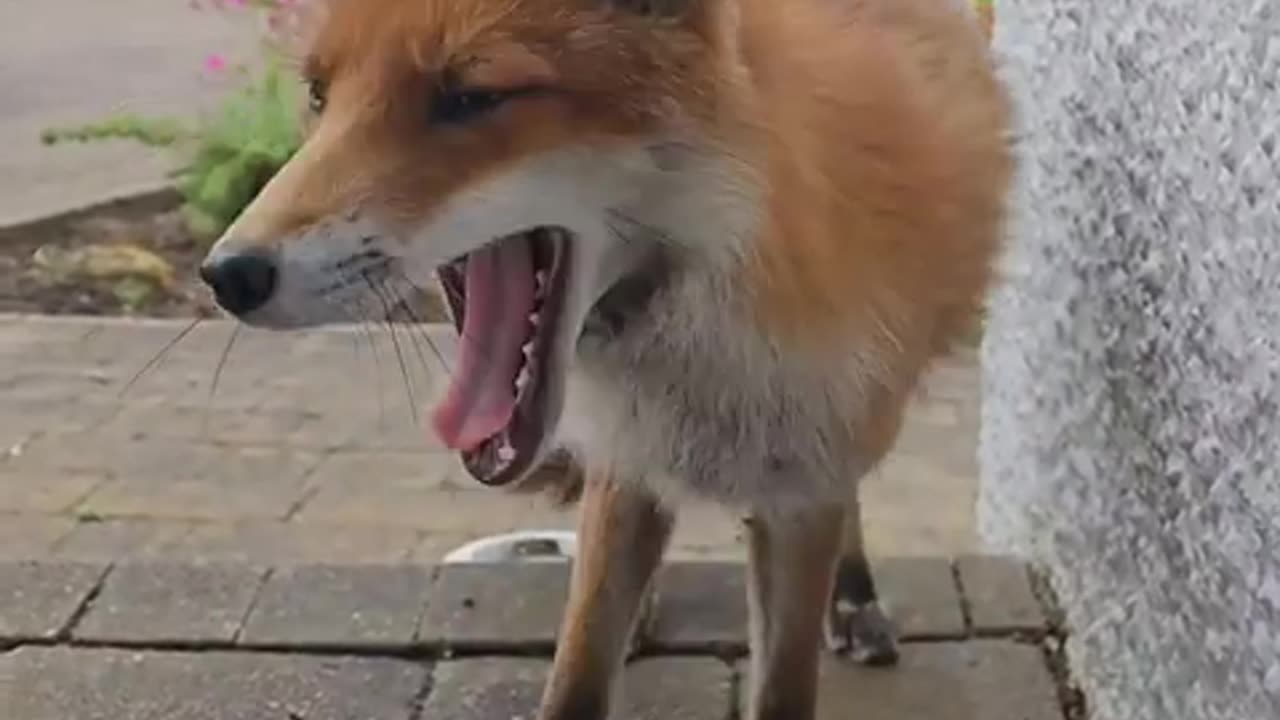 Wild Fox Yawning !!! 🦊🦊🦊