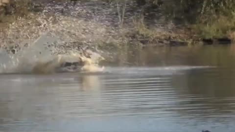 wild animals the best moments
