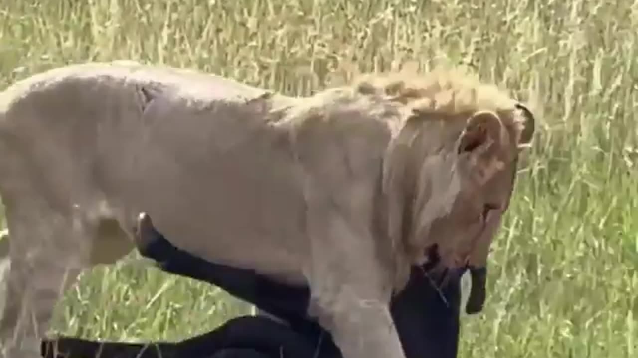 Lion group eating the buffalo