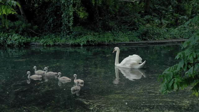 swimming ducks