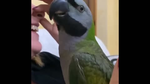 Parrot Mocks Owner's Cough