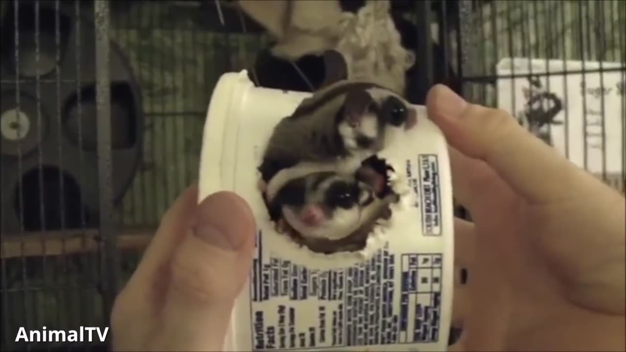 Flying - Funny & Cute