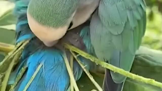 Beautiful parrot wooow🤩🤩😍😍😘😘😚😚😊😊