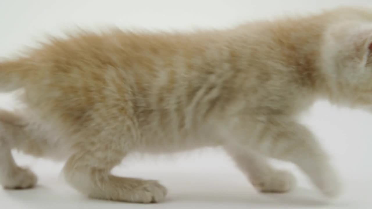 Cute Kitten walking across White Background