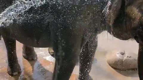 Silly little elephant that loves to shower