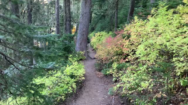 Oregon – Mount Hood – Vivid Bushes in Fall Transition – 4K