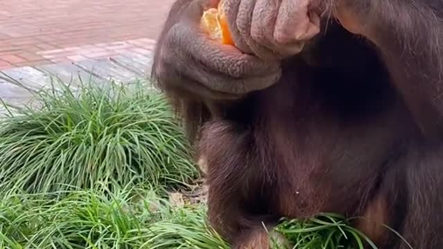 orangutans