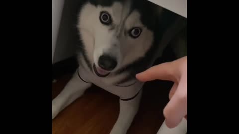 Have you ever seen such a happy Husky?