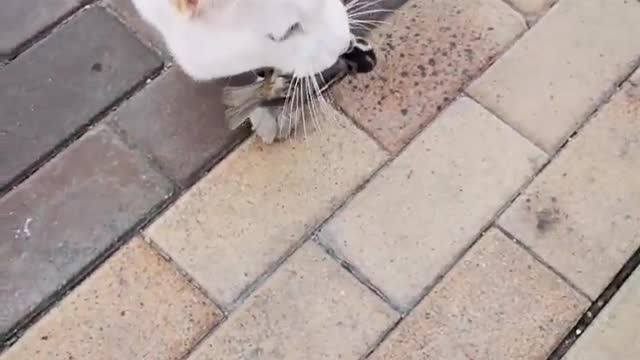 Interesting cats, watching cats capture a bird, can’t find where to hide