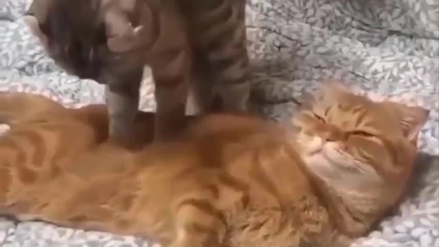 Funniest cat videos #123 - HILARIOUS!