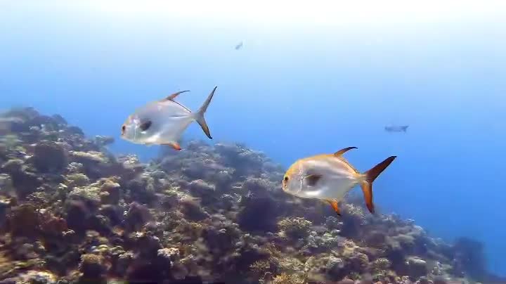 Amazing viral video shainer fish