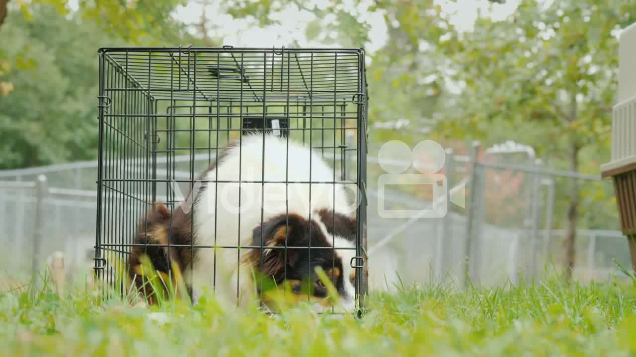 Sad dog in a cage