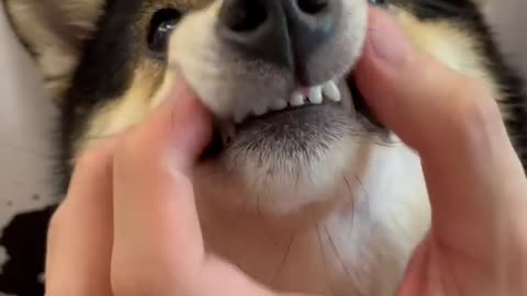Dog care 100%